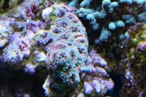 Acanthastrea lordhovensis